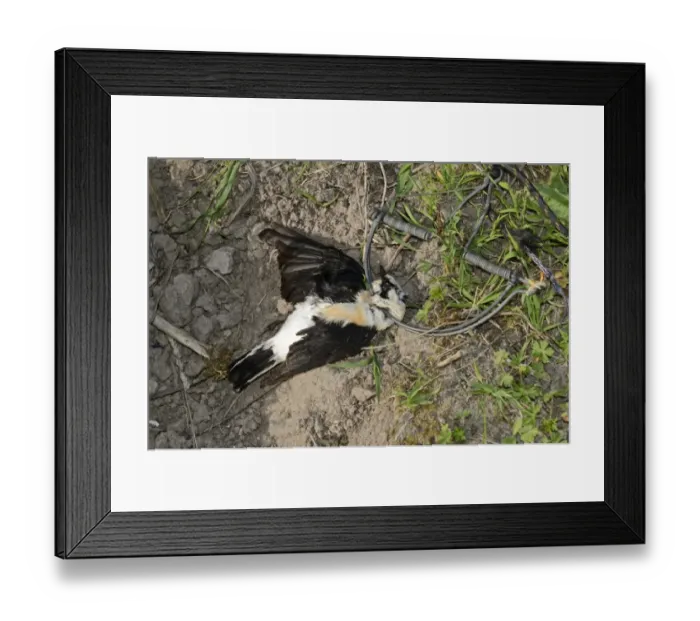 Framed Print : Black-eared Wheatear (male) in spring (clap) trap illegally trapped on island of Framed Print : Black-eared Wheatear (male) in spring (clap) trap illegally trapped on island of