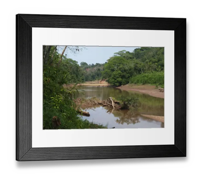 Framed Print : Backwater of the Tambooata River in Amazon Rainforest Tambopata Peru Framed Print : Backwater of the Tambooata River in Amazon Rainforest Tambopata Peru