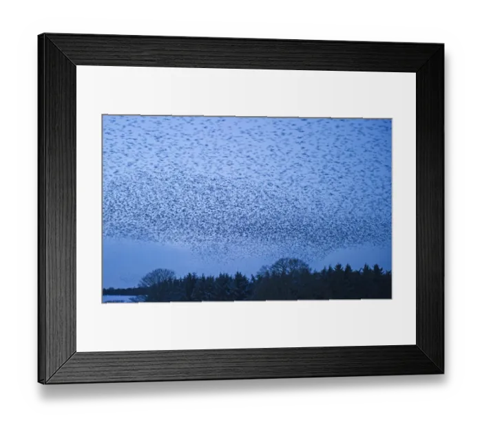 Framed Print : Starlings Sturnus vulgarus arriving at night time roost near Gretna Scotland December Framed Print : Starlings Sturnus vulgarus arriving at night time roost near Gretna Scotland December