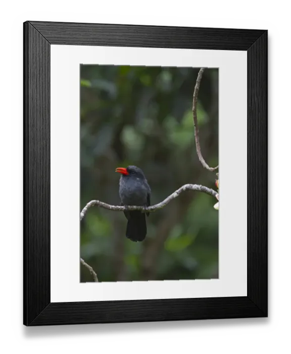 Framed Print : Black-fronted Nunbird Monasa nigifrons Iquitos Amazon Peru Framed Print : Black-fronted Nunbird Monasa nigifrons Iquitos Amazon Peru