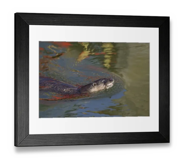 Framed Print : Otter Lutra lutra on River Thet Norfolk Framed Print : Otter Lutra lutra on River Thet Norfolk