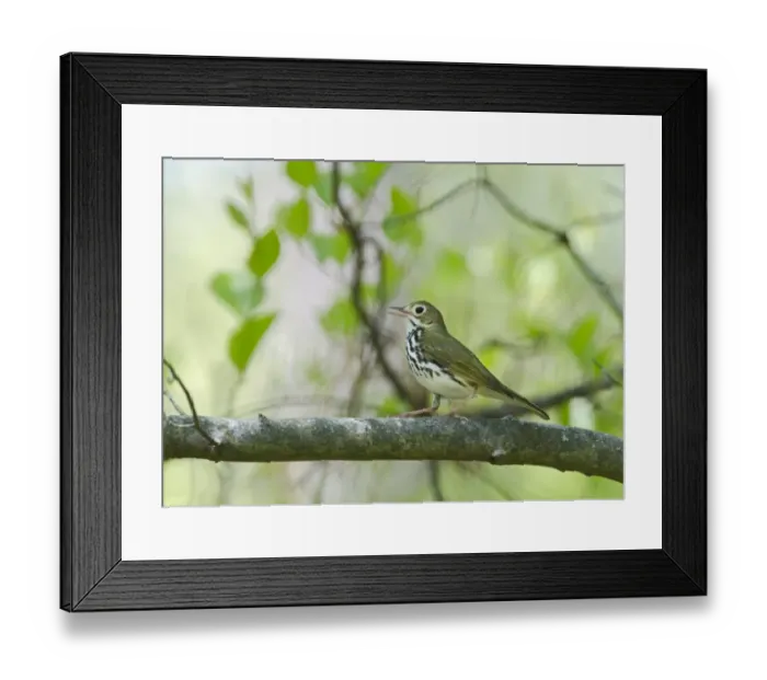 Framed Print : Ovenbird Seiurus aurocapilla Cape May New Jersey USA May Framed Print : Ovenbird Seiurus aurocapilla Cape May New Jersey USA May