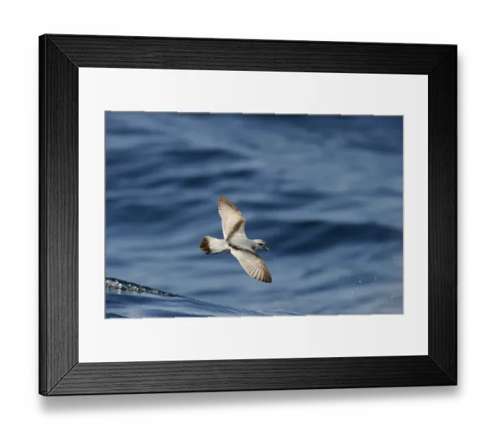 Framed Print : Fairy prion (Pachyptila turtur) feeding over Kaikoura canyon off South Island New Zealand Framed Print : Fairy prion (Pachyptila turtur) feeding over Kaikoura canyon off South Island New Zealand