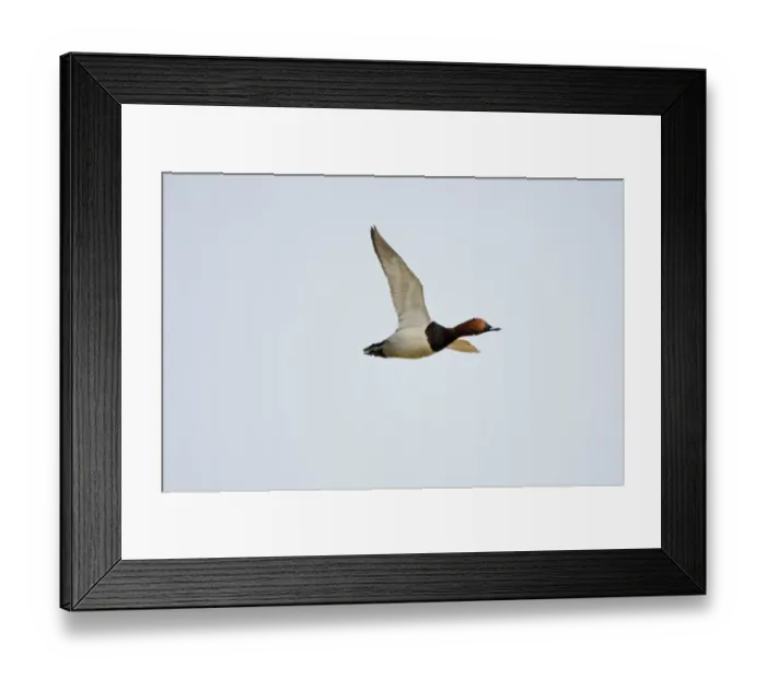 Framed Print : Pochard Aytha ferina male in flight Norfolk spring Framed Print : Pochard Aytha ferina male in flight Norfolk spring
