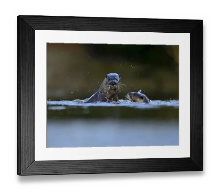 Framed Print : European Otter Lutra lutra young adults around 1 year old play fighting on River Thet Framed Print : European Otter Lutra lutra young adults around 1 year old play fighting on River Thet