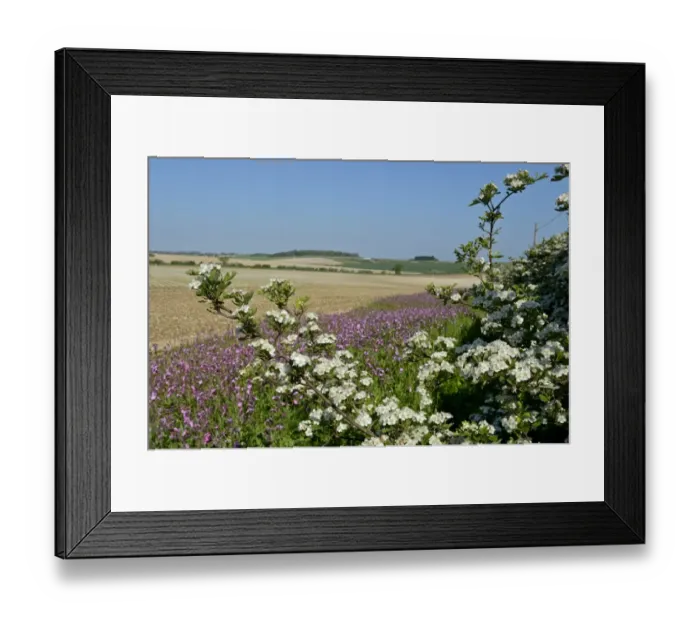 Framed Print : Wild flower margin planted with Red Campion along edge of arable field Norfolk May Framed Print : Wild flower margin planted with Red Campion along edge of arable field Norfolk May