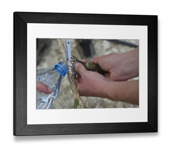 Framed Print : Blackcap Sylvia atricapilla being released from limestick by using water to make Framed Print : Blackcap Sylvia atricapilla being released from limestick by using water to make
