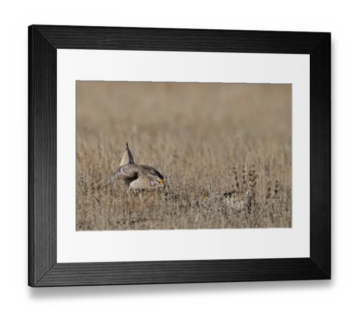 Framed Print : Sharp-tailed Grouse, Tympanuchus phasianellus at lek in Sandhills Nebraska USA Framed Print : Sharp-tailed Grouse, Tympanuchus phasianellus at lek in Sandhills Nebraska USA