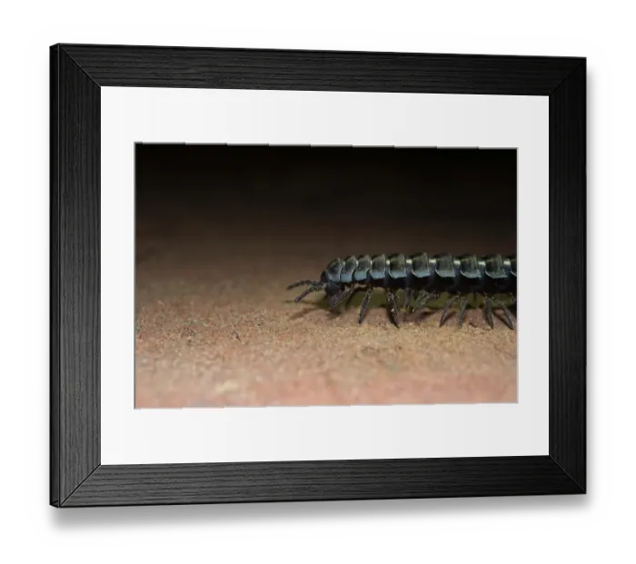 Framed Print : Millipede Barydesmus sp. Amazon Rainforest Peru Framed Print : Millipede Barydesmus sp. Amazon Rainforest Peru