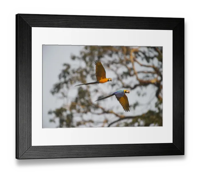 Framed Print : Blue and Yellow Macaw Ara ararauna Tambopata Amazon Peru Framed Print : Blue and Yellow Macaw Ara ararauna Tambopata Amazon Peru