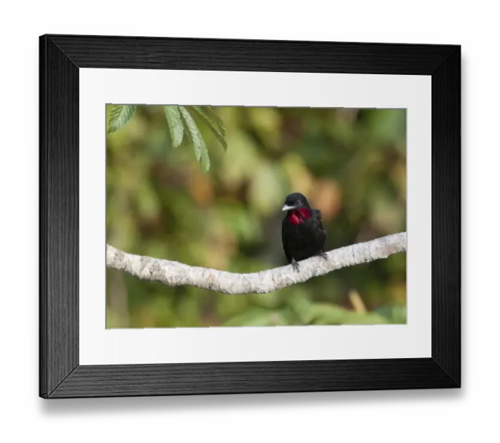 Framed Print : Purple-throated Fruitcrow Querula purpurata Amazon Peru Framed Print : Purple-throated Fruitcrow Querula purpurata Amazon Peru
