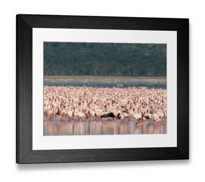 Framed Print : Lesser Flamingos Phoenicopterus minor on Lake Nakuru Kenya Framed Print : Lesser Flamingos Phoenicopterus minor on Lake Nakuru Kenya