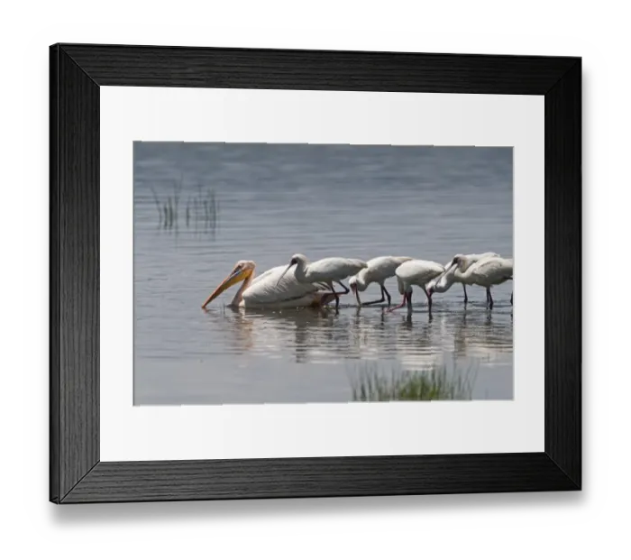 Framed Print : African Spoonbills Platalea alba feeding behind a Great White Pelican Pelecanus onocrotalus Framed Print : African Spoonbills Platalea alba feeding behind a Great White Pelican Pelecanus onocrotalus
