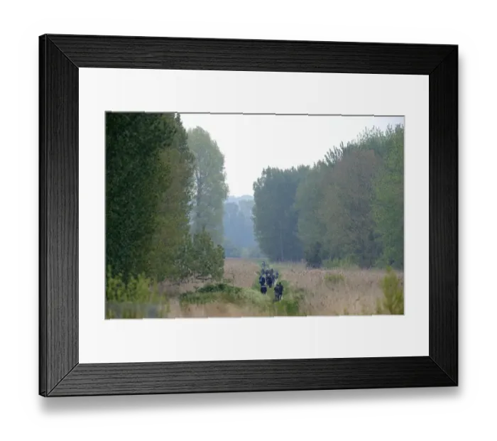 Framed Print : Birders looking for Golden Orioles in poplar plantation at Lakenheath RSPB Reserve Framed Print : Birders looking for Golden Orioles in poplar plantation at Lakenheath RSPB Reserve