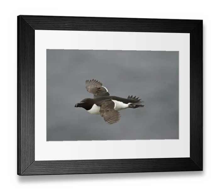 Framed Print : Razorbill (Alca torda) Fowlheugh RSPB Reserve Scotland July Framed Print : Razorbill (Alca torda) Fowlheugh RSPB Reserve Scotland July