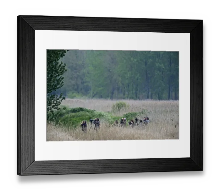 Framed Print : Birders looking for Golden Orioles in poplar plantation at Lakenheath RSPB Reserve Framed Print : Birders looking for Golden Orioles in poplar plantation at Lakenheath RSPB Reserve