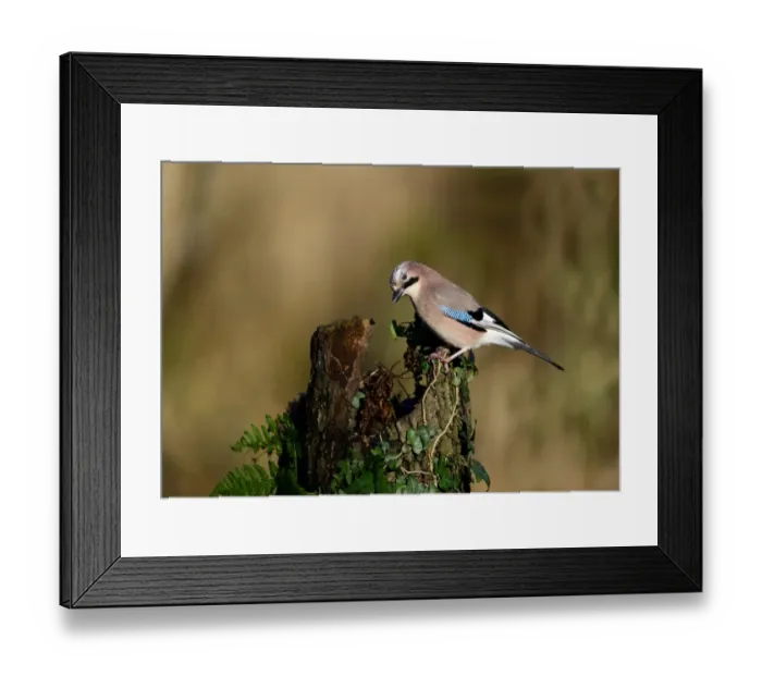 Framed Print : Jay, Garrulus glandarius searching for acorns in woodland Norfolk November Framed Print : Jay, Garrulus glandarius searching for acorns in woodland Norfolk November