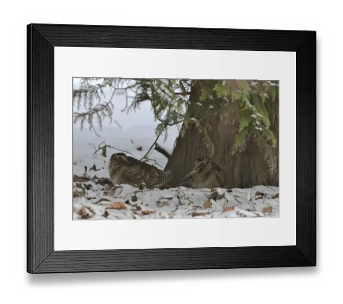 Framed Print : Eurasian Woodcock (Scolopax rusticola) Norfolk winter Framed Print : Eurasian Woodcock (Scolopax rusticola) Norfolk winter