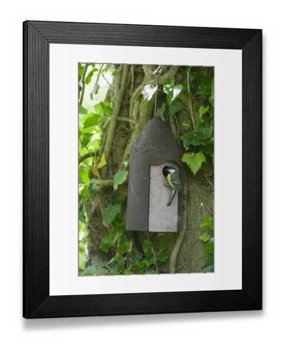Framed Print : Great Tit feeding young in nest box Norfolk spring Framed Print : Great Tit feeding young in nest box Norfolk spring