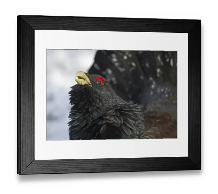Framed Print : Capercailie Tetrao urogallus rogue male displaying Highlands Scotland February
