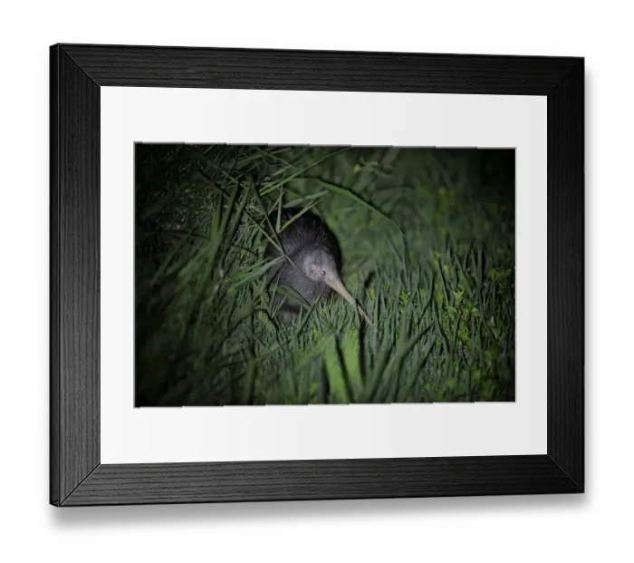 Framed Print : Northern Brown Kiwi, Apteryx mantelli Kerikeri North Island New Zealand Framed Print : Northern Brown Kiwi, Apteryx mantelli Kerikeri North Island New Zealand
