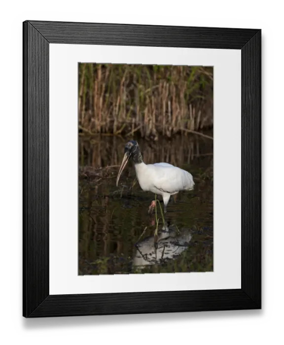 Framed Print : Wood Stork Mycteria americana Florida Everglades USA