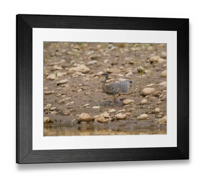 Framed Print : Sunbittern Eurypyga helias Amazon Peru Framed Print : Sunbittern Eurypyga helias Amazon Peru