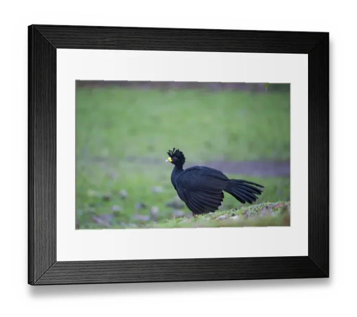Framed Print : Great Curassow Crax rubra male La Selva Costa Rica Framed Print : Great Curassow Crax rubra male La Selva Costa Rica