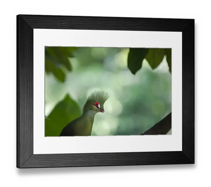 Framed Print : Knysna Turaco (Tauraco corythaix ) rstricted to South Africa Framed Print : Knysna Turaco (Tauraco corythaix ) rstricted to South Africa