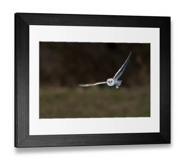 Framed Print : Barn Owl Tyto alba Norfolk late winter Framed Print : Barn Owl Tyto alba Norfolk late winter