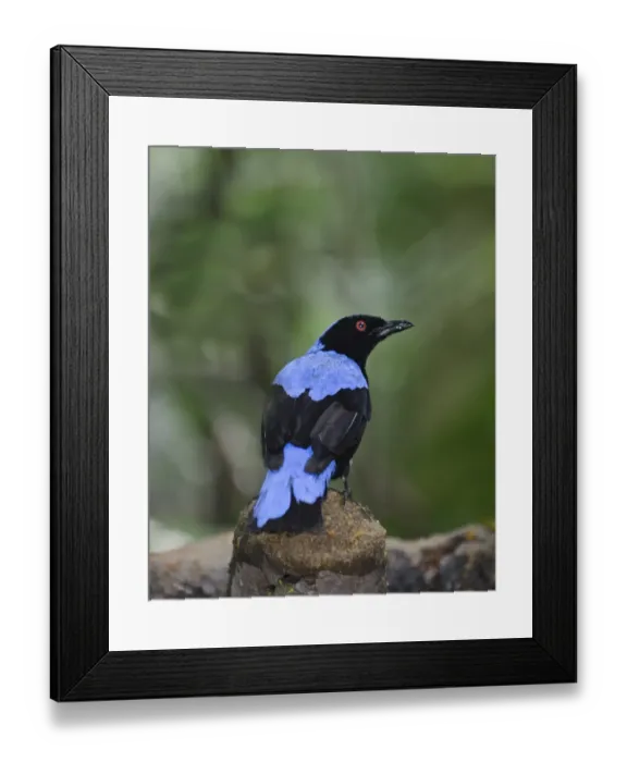 Framed Print : Asian Fairy-bluebird, Irena puella male Singapore Framed Print : Asian Fairy-bluebird, Irena puella male Singapore