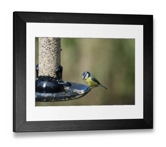 Framed Print : 005695 Framed Print : 005695