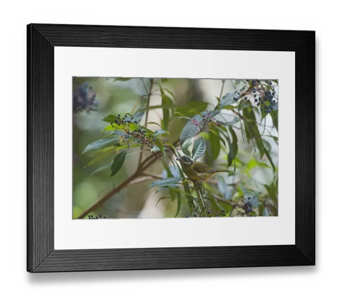 Framed Print : Sooty-capped Bush Tanager Chlorospingus pileatus Savegre Costa Rica Framed Print : Sooty-capped Bush Tanager Chlorospingus pileatus Savegre Costa Rica
