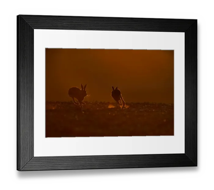 Framed Print : Brown (European) Hare Lepus europaeus buck chasing doe Norfolk Framed Print : Brown (European) Hare Lepus europaeus buck chasing doe Norfolk
