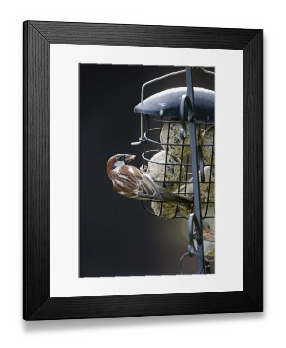 Framed Print : House Sparrow Passer domesticus on fat feeder in garden Norfolk Framed Print : House Sparrow Passer domesticus on fat feeder in garden Norfolk