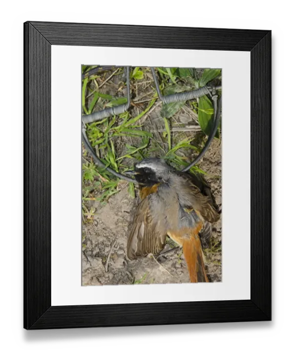 Framed Print : Redstart Phoenicurus phoenicurus migrant male caught in spring / clap trap (also Framed Print : Redstart Phoenicurus phoenicurus migrant male caught in spring / clap trap (also