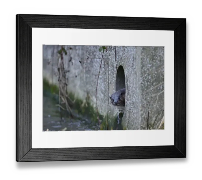 Framed Print : European Otter (Eurasian River Otter) Lutra lutra on River Thet, in Thetford twn centre Framed Print : European Otter (Eurasian River Otter) Lutra lutra on River Thet, in Thetford twn centre