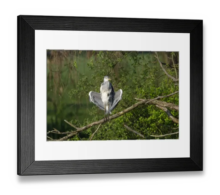 Framed Print : Grey Heron Ardea cinerea sunning immature Kent spring Framed Print : Grey Heron Ardea cinerea sunning immature Kent spring