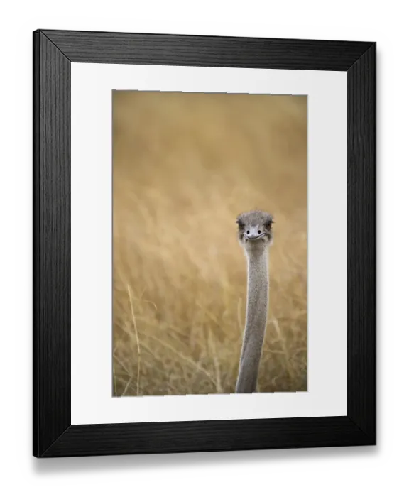 Framed Print : Common Ostrich Struthio camelus female at nest on Masai Mara Kenya Framed Print : Common Ostrich Struthio camelus female at nest on Masai Mara Kenya