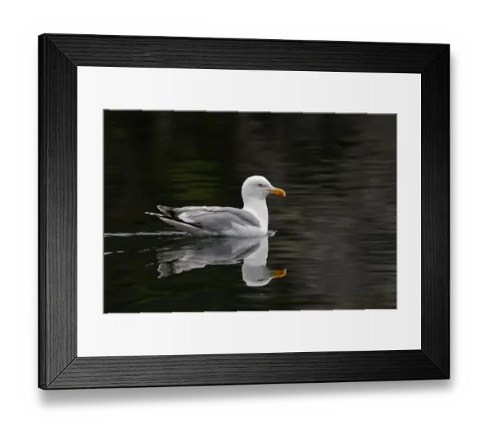 Framed Print : Herring Gull Larus argentatus breeding adult Norfolk Framed Print : Herring Gull Larus argentatus breeding adult Norfolk