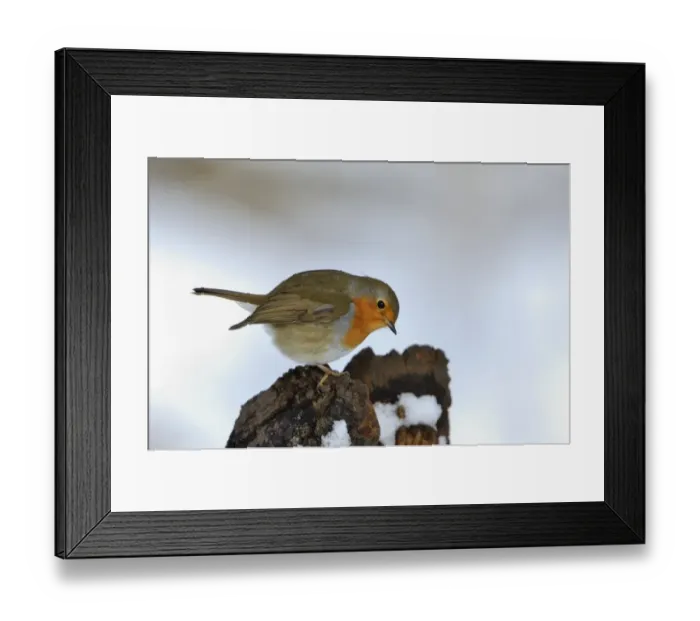 Framed Print : Robin Erithacus rubecula puffed up in cold Norfolk winter Framed Print : Robin Erithacus rubecula puffed up in cold Norfolk winter