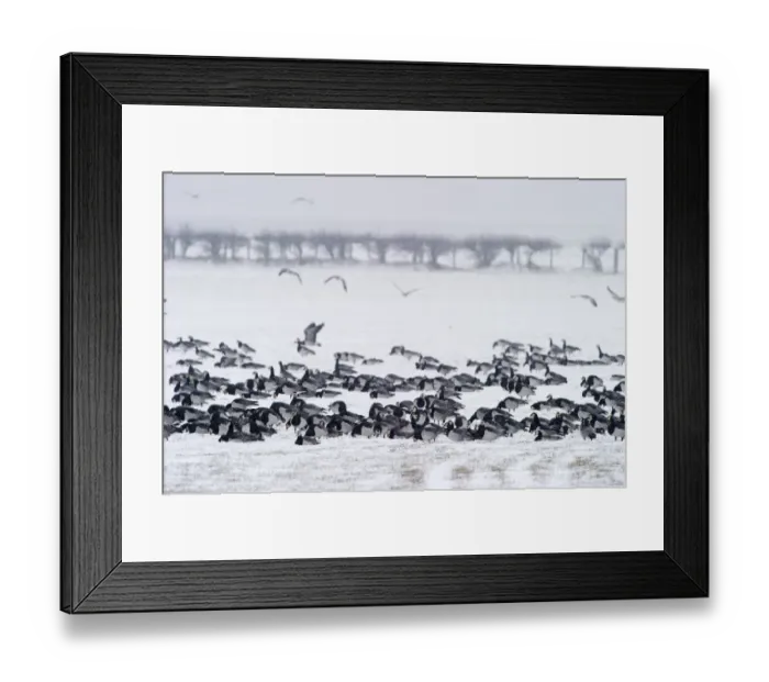 Framed Print : Barnacle Geese Branta leucopsis Solway Dumfries Scotland winter Framed Print : Barnacle Geese Branta leucopsis Solway Dumfries Scotland winter