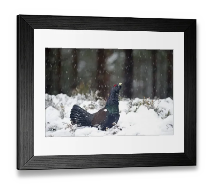 Framed Print : Capercailie Tetrao urogallus rogue male displaying Highlands Scotland February Framed Print : Capercailie Tetrao urogallus rogue male displaying Highlands Scotland February