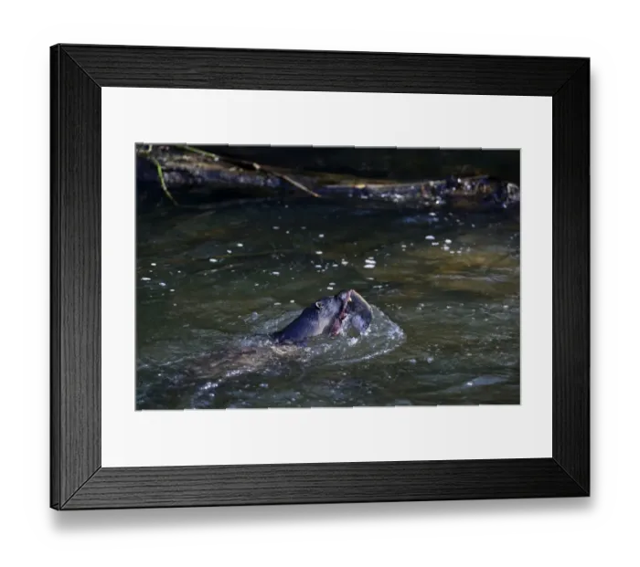 Framed Print : Otter Lutra lutra with trout River Thet Norfolk Framed Print : Otter Lutra lutra with trout River Thet Norfolk
