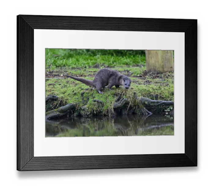 Framed Print : European Otter (Eurasian River Otter) Lutra lutra marking territory on River Thet Framed Print : European Otter (Eurasian River Otter) Lutra lutra marking territory on River Thet