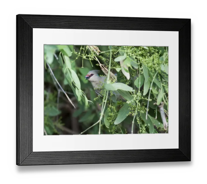 Framed Print : Blue-naped Mousebird Urocolius macrourus Samburu Kenya Framed Print : Blue-naped Mousebird Urocolius macrourus Samburu Kenya