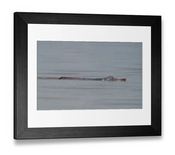 Framed Print : Amazon River Dolphin Inia geoffrensis River Amazon Iquitos Peru