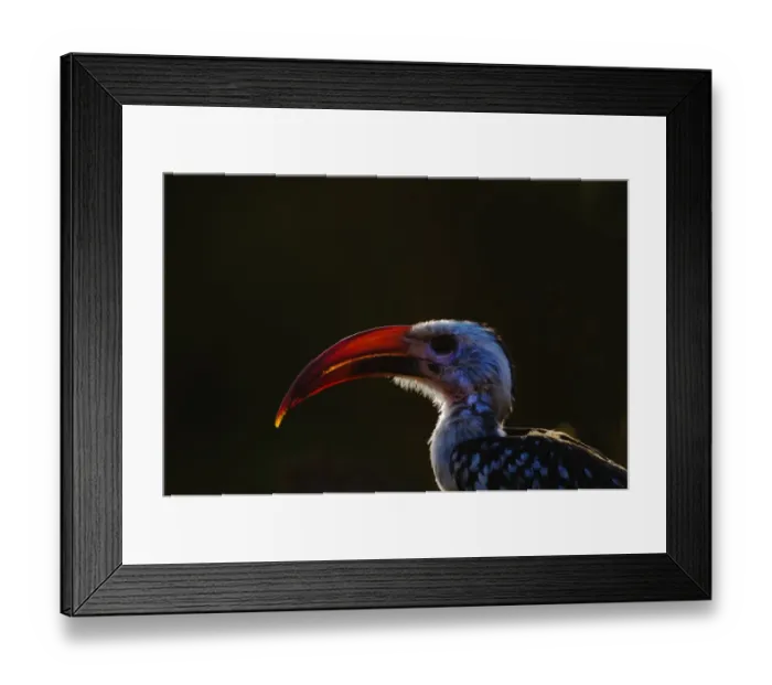 Framed Print : Red-billed Hornbill Tockus erythrorhyrynchus Kenya East Africa Framed Print : Red-billed Hornbill Tockus erythrorhyrynchus Kenya East Africa