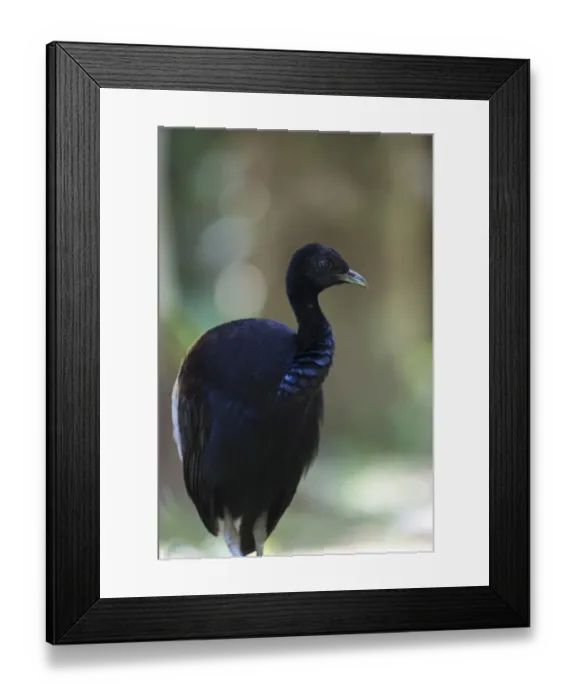 Framed Print : Grey-winged Trumpeter Psophia crepitans Amazon Rainforest Peru Framed Print : Grey-winged Trumpeter Psophia crepitans Amazon Rainforest Peru
