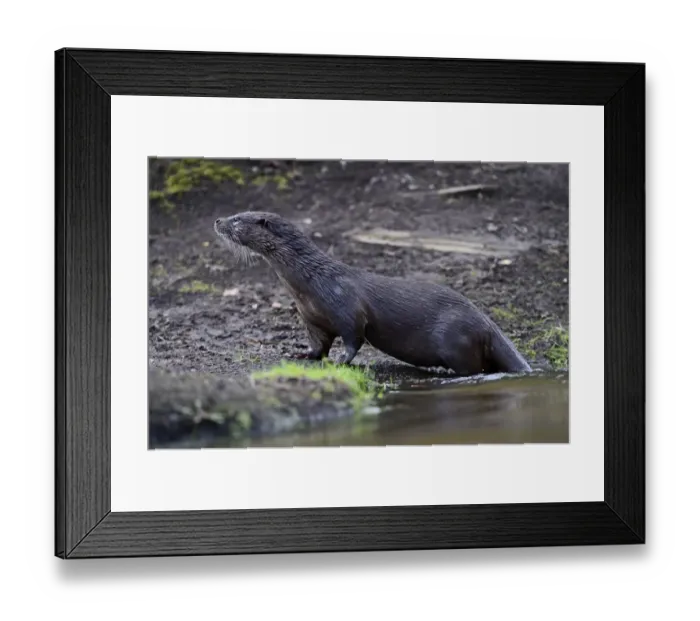 Framed Print : European Otter Lutra lutra on River Thet, Thetford Norfolk March Framed Print : European Otter Lutra lutra on River Thet, Thetford Norfolk March